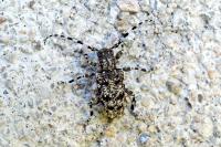 Aegomorphus clavipes