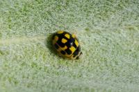 Propylea quatuordecimpunctata