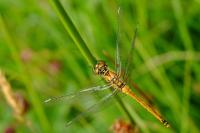 Sympetrum danae