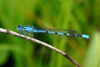 Enallagma cyathigerum