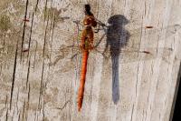 Sympetrum striolatum