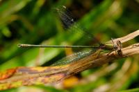 Chalcolestes viridis