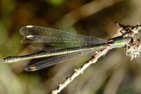 Chalcolestes viridis