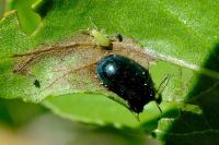 Plagiodera versicolora