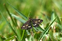 Pyrausta purpuralis