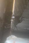 Lamia textor