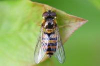 Syrphus