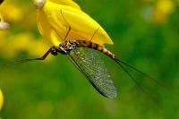 Epeorus assimilis