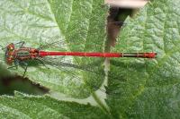 Pyrrhosoma nymphula