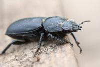 Dorcus parallelipipedus