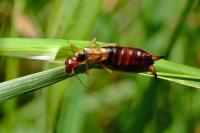 Forficula auricularia