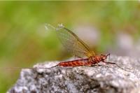 Ecdyonurus venosus
