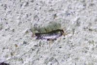 Lepisma saccharina