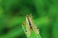 Aulops alpina