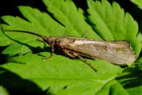 Glyphotaelius pellucidus