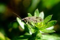 Micromus variegatus