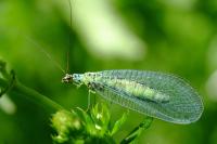 Chrysopa perla