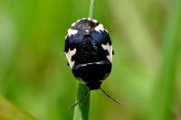 Tritomegas rotundipennis