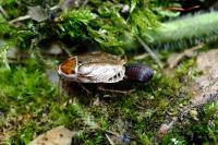Ectobius lucidus