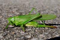 Tettigonia viridissima