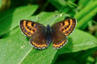 Lycaena helle