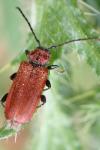 Pyrrhidium sanguineum