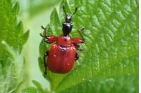 Apoderus coryli