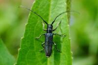 Agapanthia intermedia