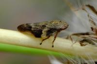 Aphrophora alni