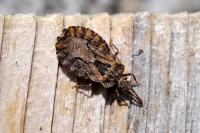 Aradus conspicuus