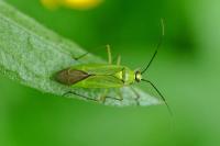 Calocoris alpestris