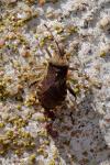 Ceraleptus gracilicornis