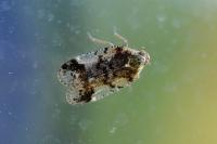 Cixius cunicularius