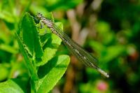 Coenagrion hastulatum