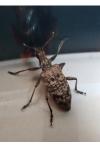 Rhagium inquisitor