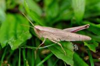 Chrysochraon dispar