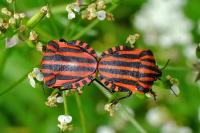 Graphosoma italicum