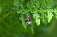 Celypha lacunana