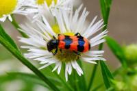 Trichodes apiarius