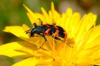 Trichodes alvearius