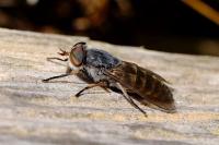 Tabanus bromius