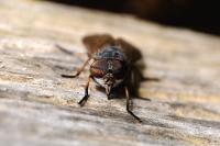 Tabanus bromius