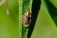 Tingis reticulata