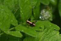 Pholidoptera griseoaptera