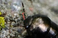 Thyreocoris scarabaeoides