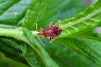 Deraeocoris ruber