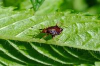 Deraeocoris ruber