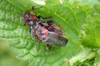 Cantharis rustica