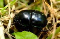 Trypocopris pyrenaeus