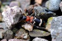 Thanasimus formicarius